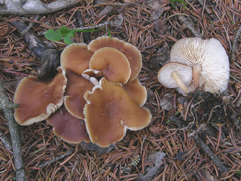Boletus si Boletus no....
